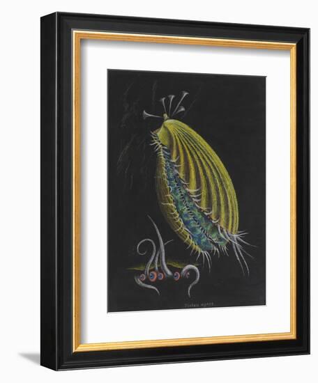 Pecten Opercularis - Scallop-Philip Henry Gosse-Framed Giclee Print