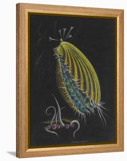 Pecten Opercularis - Scallop-Philip Henry Gosse-Framed Premier Image Canvas