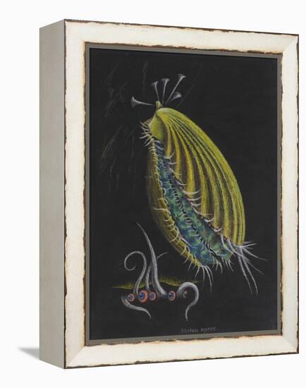 Pecten Opercularis - Scallop-Philip Henry Gosse-Framed Premier Image Canvas