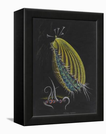 Pecten Opercularis - Scallop-Philip Henry Gosse-Framed Premier Image Canvas