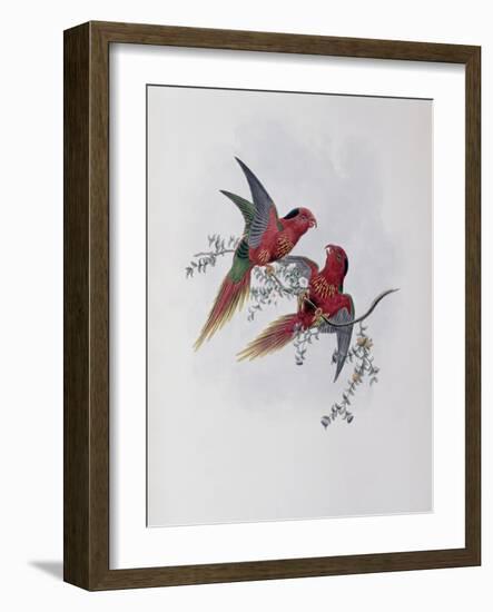 Pectoral Lorikeet-John Gould-Framed Giclee Print