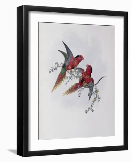 Pectoral Lorikeet-John Gould-Framed Giclee Print