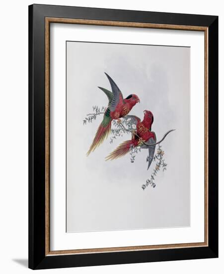 Pectoral Lorikeet-John Gould-Framed Giclee Print