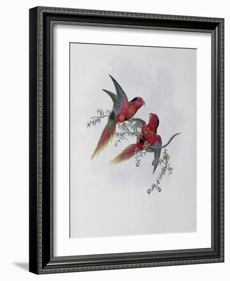 Pectoral Lorikeet-John Gould-Framed Giclee Print