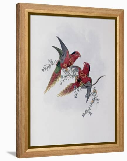 Pectoral Lorikeet-John Gould-Framed Premier Image Canvas