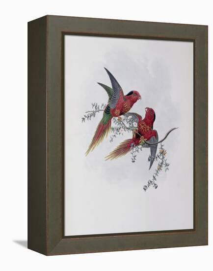 Pectoral Lorikeet-John Gould-Framed Premier Image Canvas