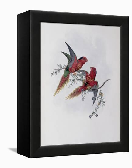 Pectoral Lorikeet-John Gould-Framed Premier Image Canvas