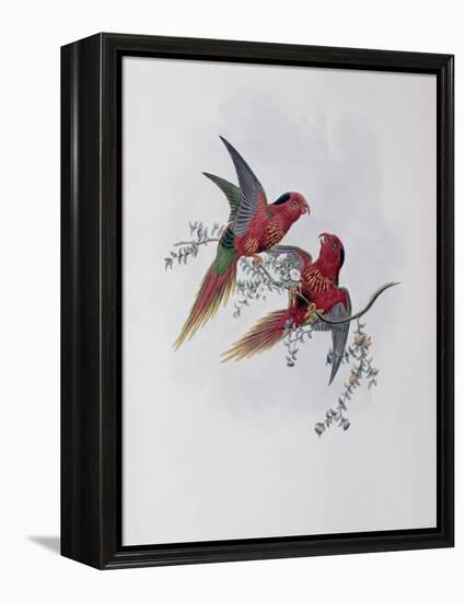 Pectoral Lorikeet-John Gould-Framed Premier Image Canvas