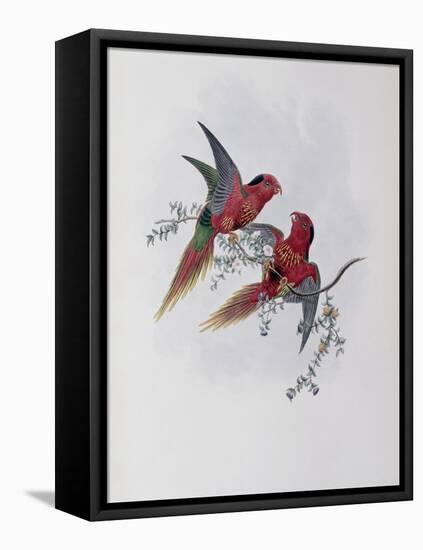 Pectoral Lorikeet-John Gould-Framed Premier Image Canvas