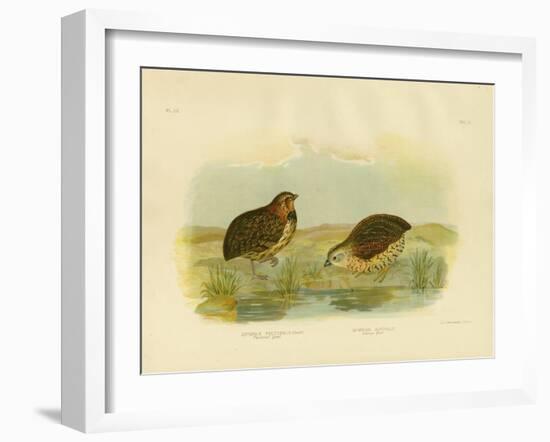 Pectoral Quail, 1891-Gracius Broinowski-Framed Giclee Print