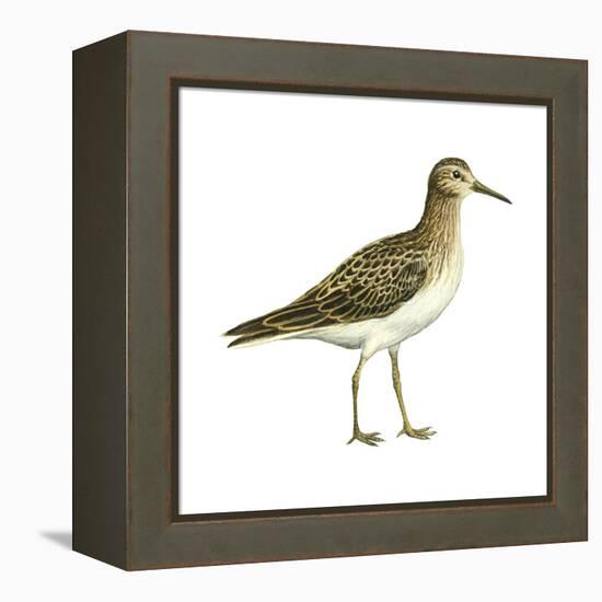 Pectoral Sandpiper (Calidris Melanotos), Birds-Encyclopaedia Britannica-Framed Stretched Canvas