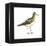 Pectoral Sandpiper (Calidris Melanotos), Birds-Encyclopaedia Britannica-Framed Stretched Canvas