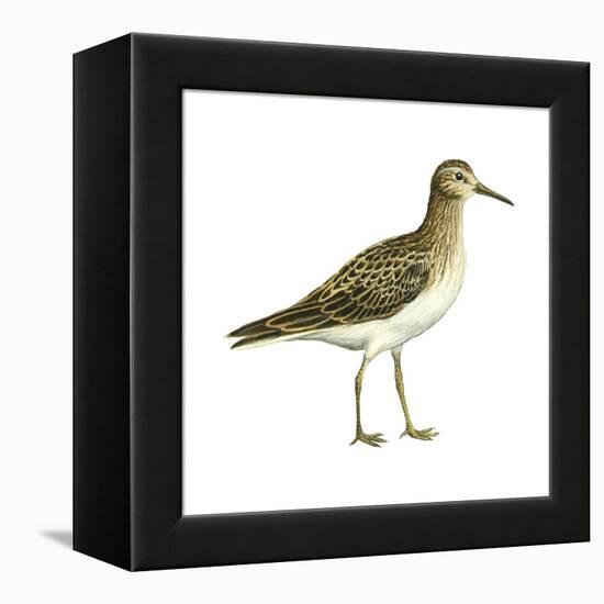 Pectoral Sandpiper (Calidris Melanotos), Birds-Encyclopaedia Britannica-Framed Stretched Canvas