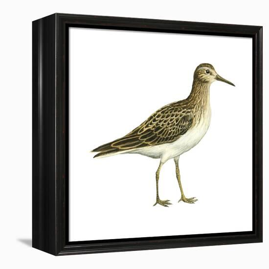 Pectoral Sandpiper (Calidris Melanotos), Birds-Encyclopaedia Britannica-Framed Stretched Canvas