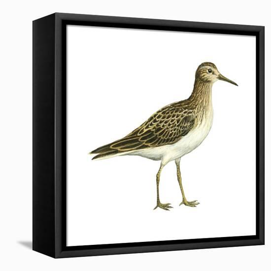 Pectoral Sandpiper (Calidris Melanotos), Birds-Encyclopaedia Britannica-Framed Stretched Canvas