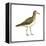 Pectoral Sandpiper (Calidris Melanotos), Birds-Encyclopaedia Britannica-Framed Stretched Canvas