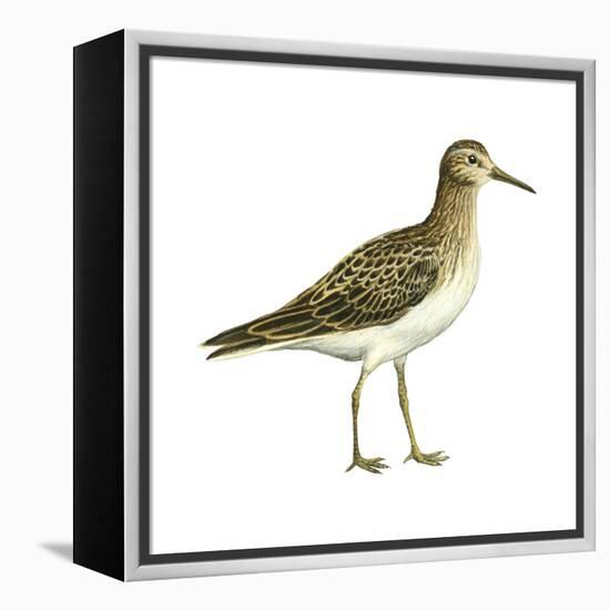 Pectoral Sandpiper (Calidris Melanotos), Birds-Encyclopaedia Britannica-Framed Stretched Canvas