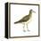 Pectoral Sandpiper (Calidris Melanotos), Birds-Encyclopaedia Britannica-Framed Stretched Canvas