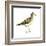 Pectoral Sandpiper (Calidris Melanotos), Birds-Encyclopaedia Britannica-Framed Art Print