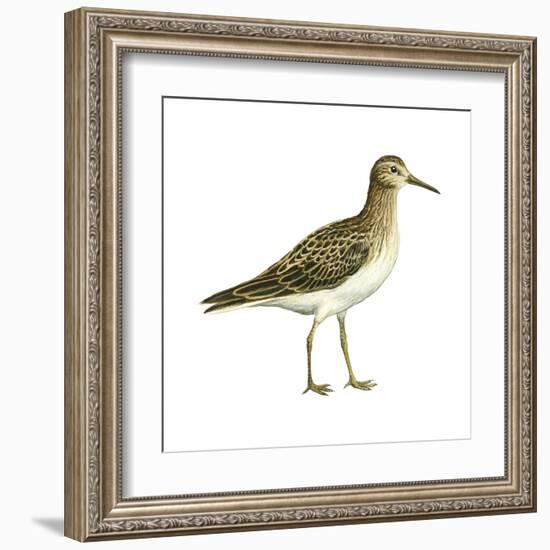 Pectoral Sandpiper (Calidris Melanotos), Birds-Encyclopaedia Britannica-Framed Art Print