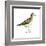 Pectoral Sandpiper (Calidris Melanotos), Birds-Encyclopaedia Britannica-Framed Art Print