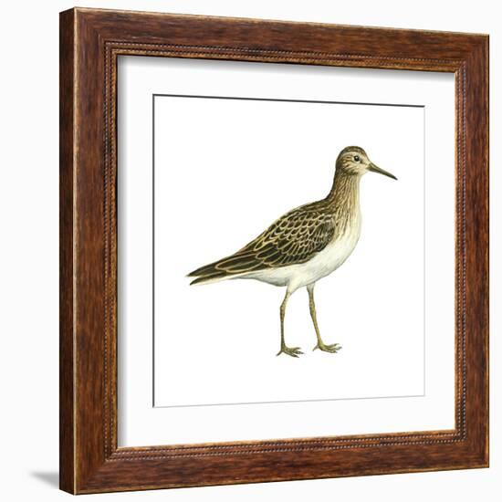 Pectoral Sandpiper (Calidris Melanotos), Birds-Encyclopaedia Britannica-Framed Art Print