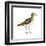 Pectoral Sandpiper (Calidris Melanotos), Birds-Encyclopaedia Britannica-Framed Art Print