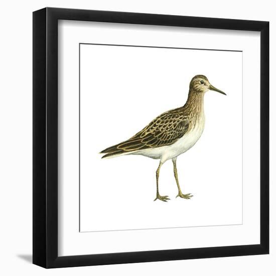 Pectoral Sandpiper (Calidris Melanotos), Birds-Encyclopaedia Britannica-Framed Art Print