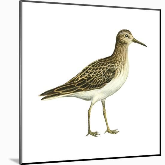 Pectoral Sandpiper (Calidris Melanotos), Birds-Encyclopaedia Britannica-Mounted Art Print