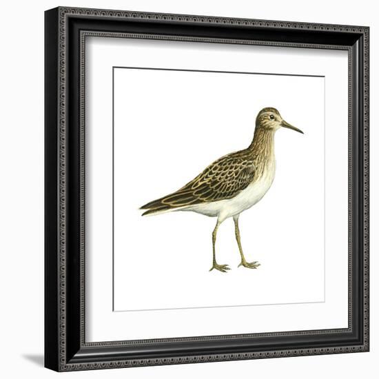 Pectoral Sandpiper (Calidris Melanotos), Birds-Encyclopaedia Britannica-Framed Art Print