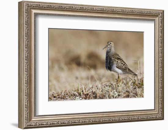 Pectoral Sandpiper-Ken Archer-Framed Photographic Print