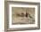 Pectoral Sandpiper-Ken Archer-Framed Photographic Print