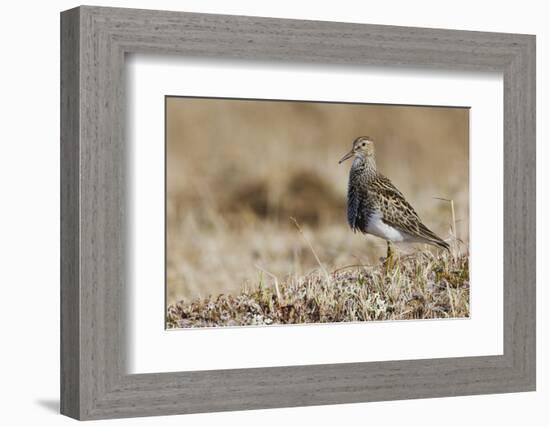 Pectoral Sandpiper-Ken Archer-Framed Photographic Print