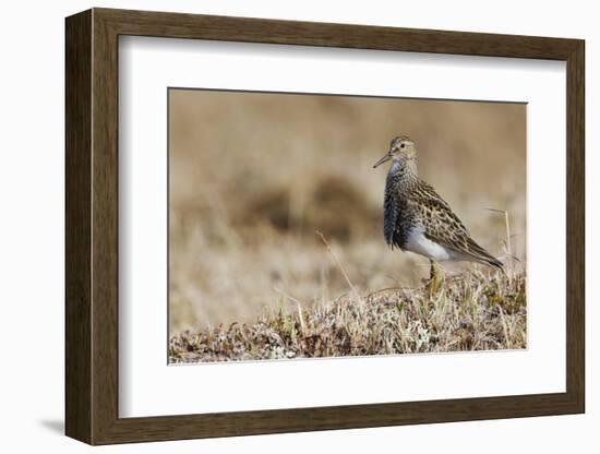 Pectoral Sandpiper-Ken Archer-Framed Photographic Print