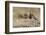 Pectoral Sandpiper-Ken Archer-Framed Photographic Print