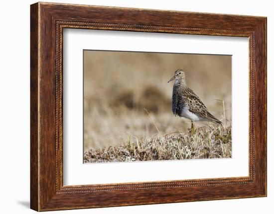 Pectoral Sandpiper-Ken Archer-Framed Photographic Print