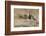 Pectoral Sandpiper-Ken Archer-Framed Photographic Print