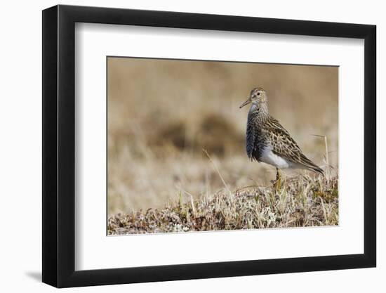 Pectoral Sandpiper-Ken Archer-Framed Photographic Print