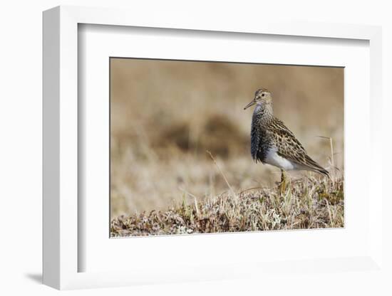 Pectoral Sandpiper-Ken Archer-Framed Photographic Print