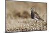 Pectoral Sandpiper-Ken Archer-Mounted Photographic Print