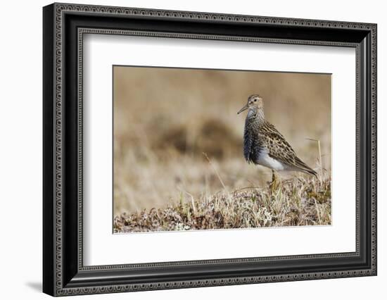 Pectoral Sandpiper-Ken Archer-Framed Photographic Print