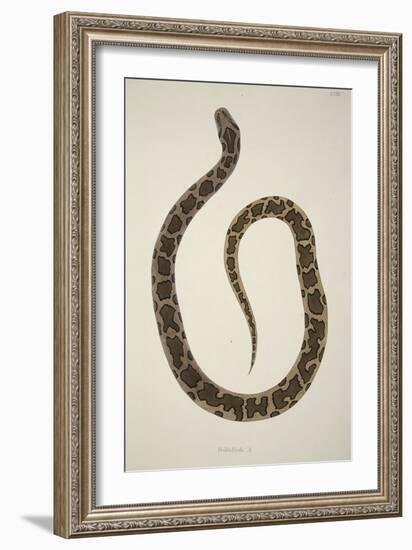 Pedda Poda. A., from an Account of Indian Serpents Collected on the Coast of Coromandel, Pub. 1796-William Skelton-Framed Giclee Print