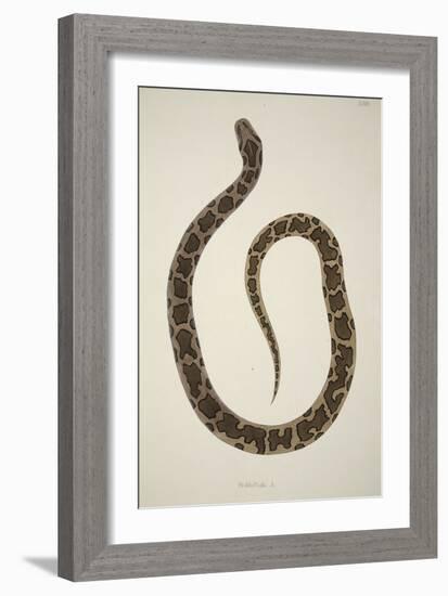 Pedda Poda. A., from an Account of Indian Serpents Collected on the Coast of Coromandel, Pub. 1796-William Skelton-Framed Giclee Print