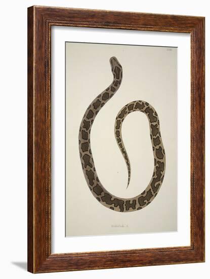 Pedda Poda. A., from an Account of Indian Serpents Collected on the Coast of Coromandel, Pub. 1796-William Skelton-Framed Giclee Print