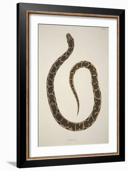 Pedda Poda. A., from an Account of Indian Serpents Collected on the Coast of Coromandel, Pub. 1796-William Skelton-Framed Giclee Print