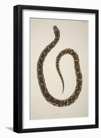 Pedda Poda. A., from an Account of Indian Serpents Collected on the Coast of Coromandel, Pub. 1796-William Skelton-Framed Giclee Print