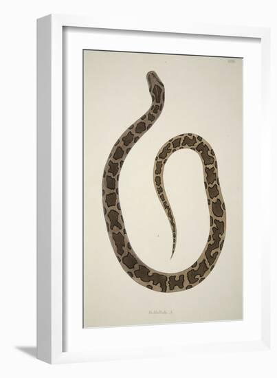 Pedda Poda. A., from an Account of Indian Serpents Collected on the Coast of Coromandel, Pub. 1796-William Skelton-Framed Giclee Print