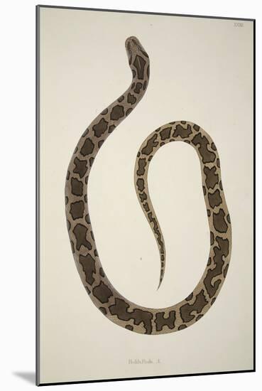 Pedda Poda. A., from an Account of Indian Serpents Collected on the Coast of Coromandel, Pub. 1796-William Skelton-Mounted Giclee Print