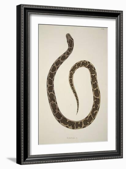 Pedda Poda. A., from an Account of Indian Serpents Collected on the Coast of Coromandel, Pub. 1796-William Skelton-Framed Giclee Print