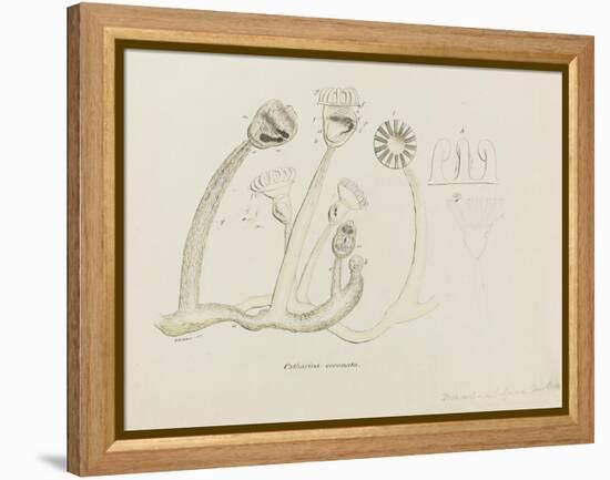 Pedicellina Belgica-Philip Henry Gosse-Framed Premier Image Canvas